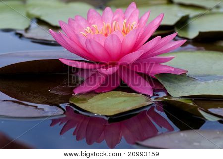 บัวฝรั่งสีชมพู