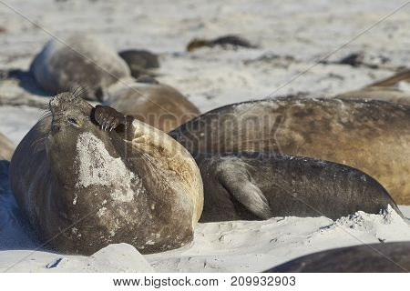 Group of Southern Elephant Seals (Mirounga leonina) lying on a kelp strewn beach on Sea Lion Island in the Falkland Islands.