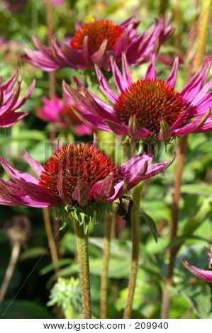 Gartenblume 17