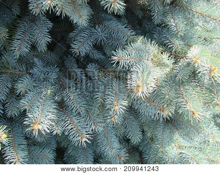Photos Natural Background Branch Blue Spruce Growing In The Park. Shallow Depth Of Field