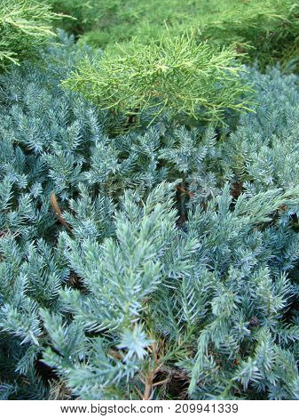 Photos Natural Background Branch Blue Spruce Growing In The Park. Shallow Depth Of Field