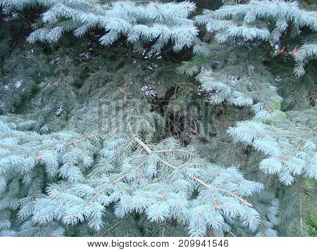 Photos Natural Background Branch Blue Spruce Growing In The Park. Shallow Depth Of Field