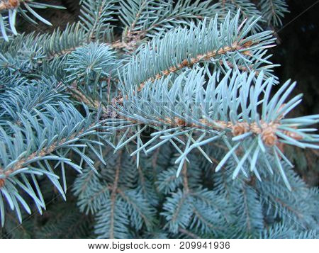 Photos Natural Background Branch Blue Spruce Growing In The Park. Shallow Depth Of Field