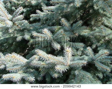 Photos Natural Background Branch Blue Spruce Growing In The Park. Shallow Depth Of Field