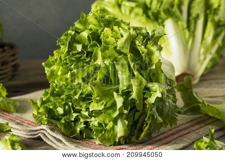 Raw Green Organic Escarole Lettuce