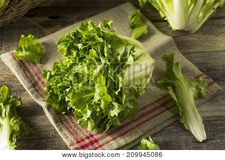 Raw Green Organic Escarole Lettuce