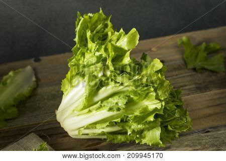 Raw Green Organic Escarole Lettuce