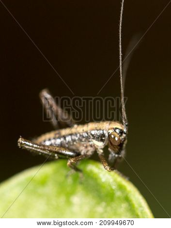 small grasshopper on a green leaf. close-up