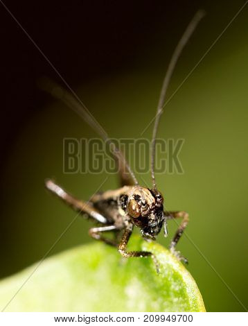 small grasshopper on a green leaf. close-up