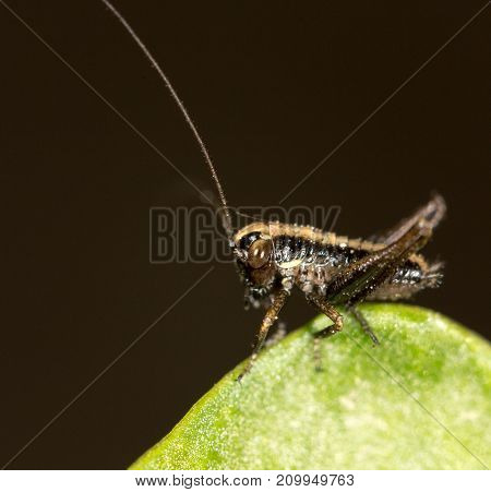 small grasshopper on a green leaf. close-up