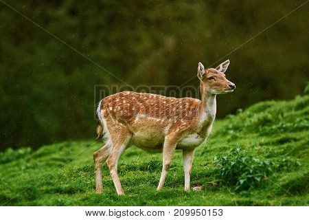 Deer At The Edge Of The Forest