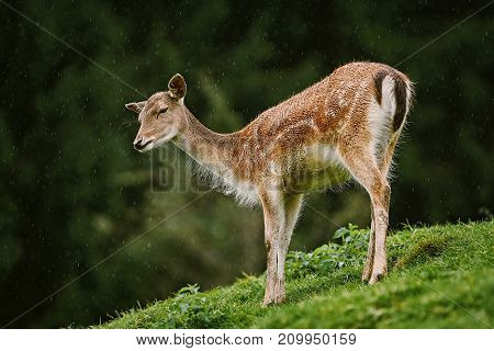 Deer At The Edge Of The Forest