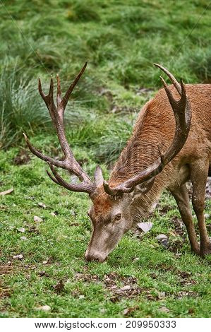 Deer Grazing On The Grass