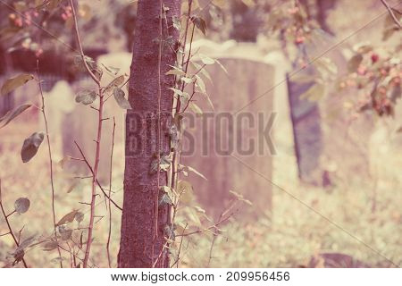 Old Tombstones In Cemetery