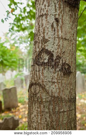 Tree Carving In Cemetery