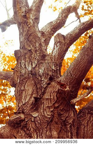 A view looking up at an old oak tree in a pre-Revolutionary War cemetery.