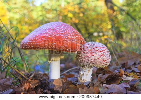 Amanita in the autumn forest , mushrooms, wildlife
