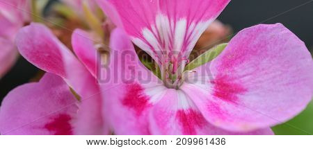 Geranium fragrance, pelargonium perfume, scented-leaved pelargoniums, rose-scented pelargonium