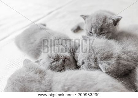 Little adorable young cats laying and snuggling together. British shorthair.