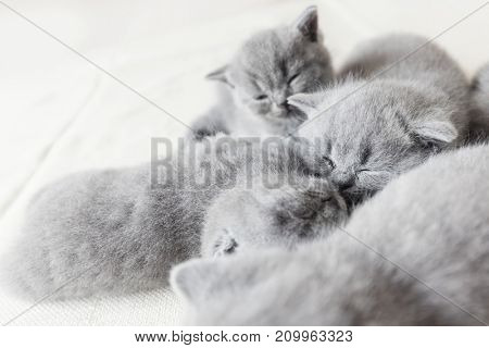 Cuddling british shorthair cats laying together. Lazy sleeping kittens.