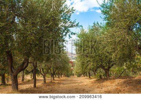 Olive Trees Gerden, With Olives On The Branches, Nature Background