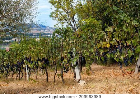 Red Grape Fruit On A Vine In A Vineyard, Nature Background