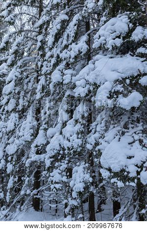 One snow covered spurce, background, winter in Norway