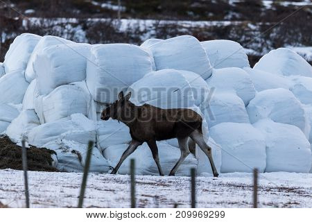 Elk or moose, Alces alces, young animal walking towards haylage round bales to feed, on Dovre in Norway