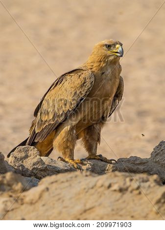A Tawny Eagle at a waterhole in the Kgalagadi Transfrontier Park which straddles South Africa and Botswana.