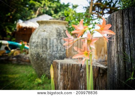 abstract rosepink flower in the garden - can use to display or montage on product