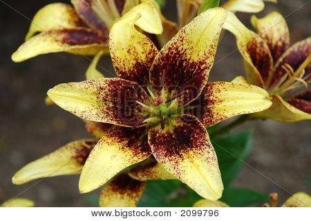Mooie Lily