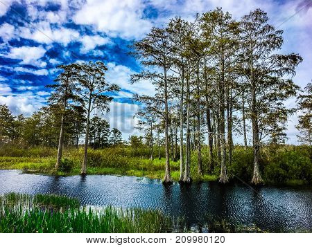 Fall Foliage In The Swamps