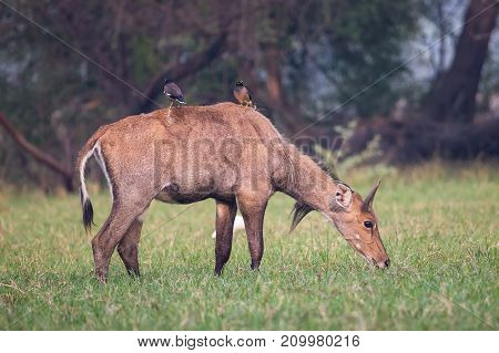 Male Nilgai (boselaphus Tragocamelus) With Brahmini Mynas Sitting On Him In Keoladeo National Park,
