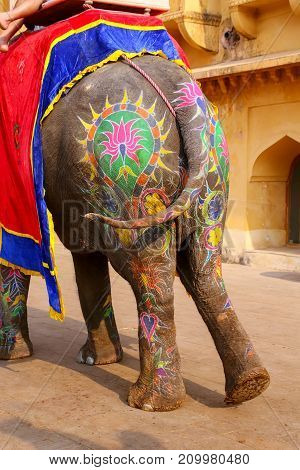 Painted Rear Of An Elephant Walking In Jaleb Chowk (main Courtyard) In Amber Fort, Rajasthan, India