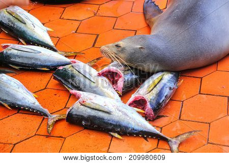 Galapagos Sea Lion Lying At The Fish Market In Puerto Ayora On Santa Cruz Island, Galapagos National