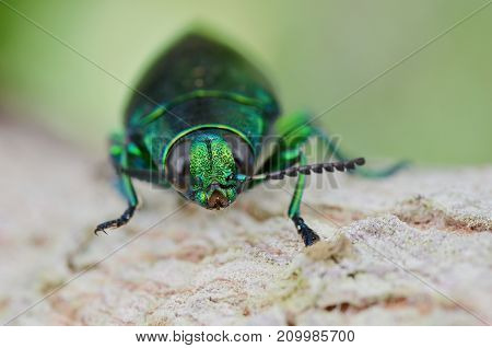 macro image of a metallic green jewel beetle
