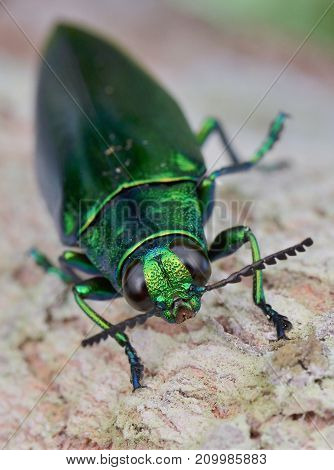 macro image of a metallic green jewel beetle