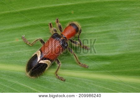 macro image of a hairy Checkered Beetle