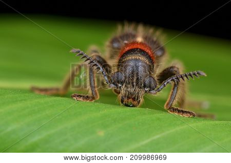 macro image of a hairy Checkered Beetle