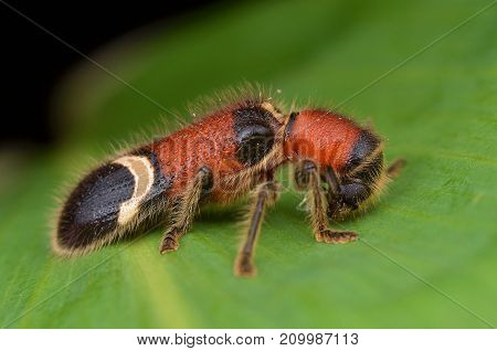 macro image of a hairy Checkered Beetle