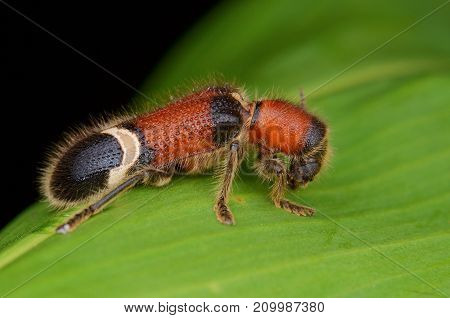 macro image of a hairy Checkered Beetle
