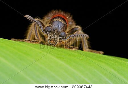 macro image of a hairy Checkered Beetle