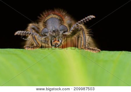 macro image of a hairy Checkered Beetle