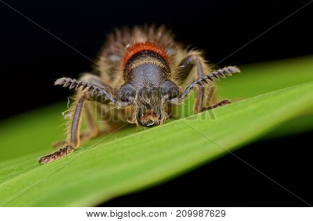 macro image of a hairy Checkered Beetle