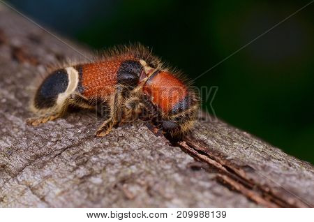 macro image of a hairy Checkered Beetle
