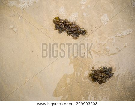 Green Seaweed On A Beach And Sea