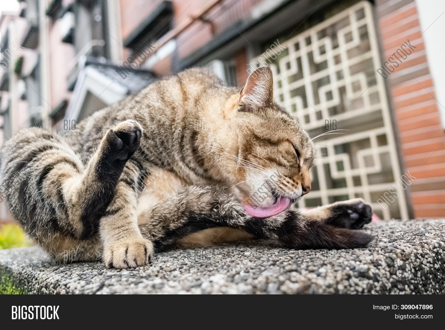Fat Stray Tabby Cat Image & Photo (Free Trial) Bigstock