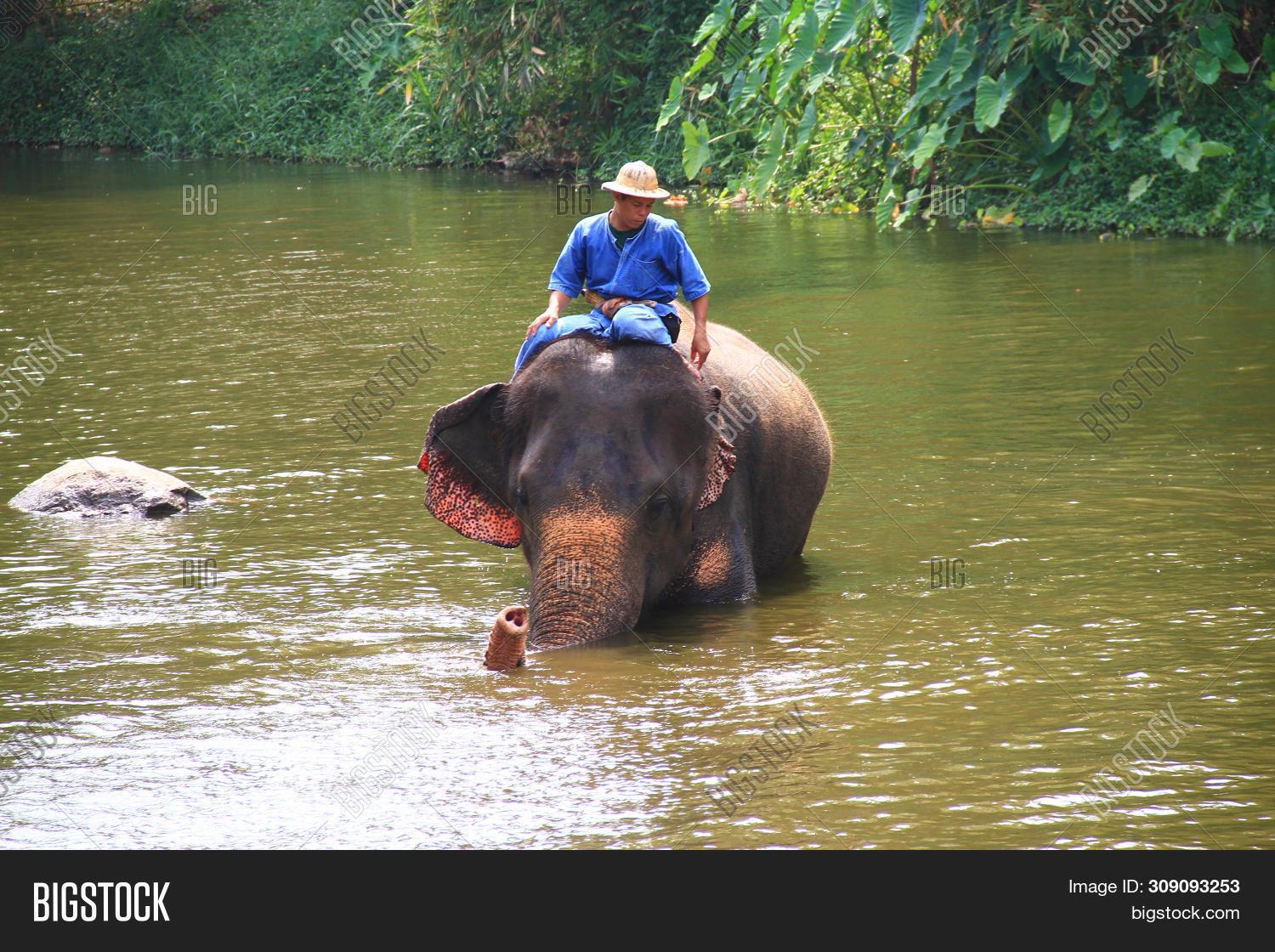 Thailand Elephant Image Photo Free Trial Bigstock