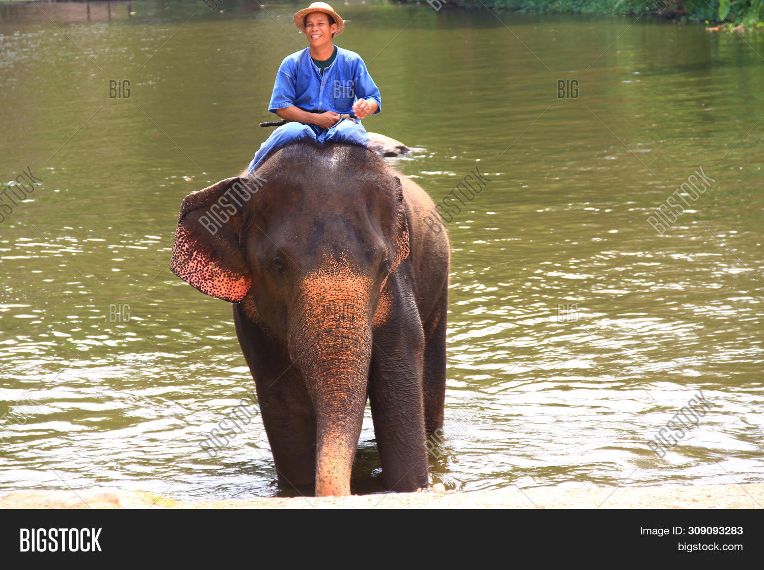 Thailand Elephant Image Photo Free Trial Bigstock