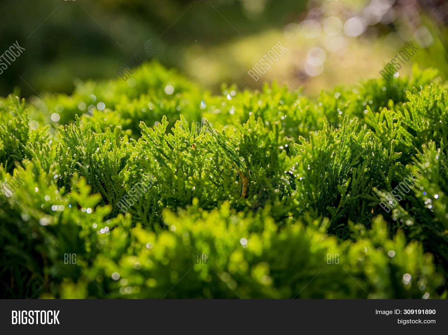 Closeup Green Image Photo Free Trial Bigstock